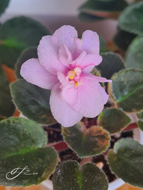  - MK-Nochniye Motiljky