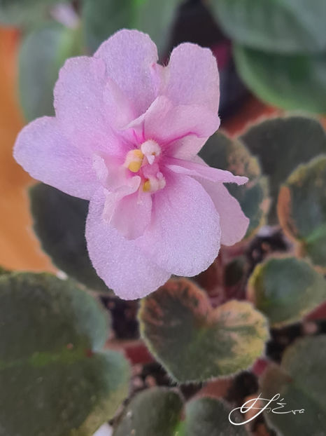  - MK-Nochniye Motiljky