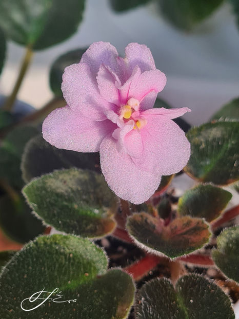  - MK-Nochniye Motiljky