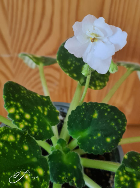  - SHN-Kosmicheskaya Feya