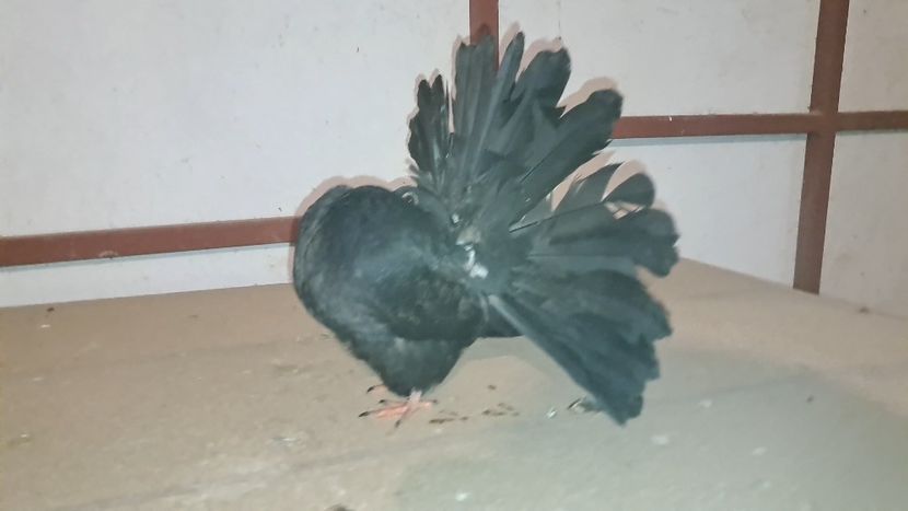 VideoCapture_20241108-123830 - Poze voltat englez