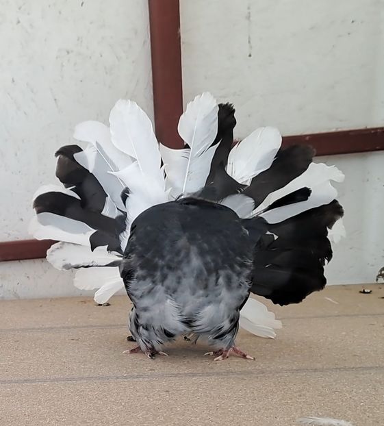 VideoCapture_20241001-120413 - Poze voltat englez