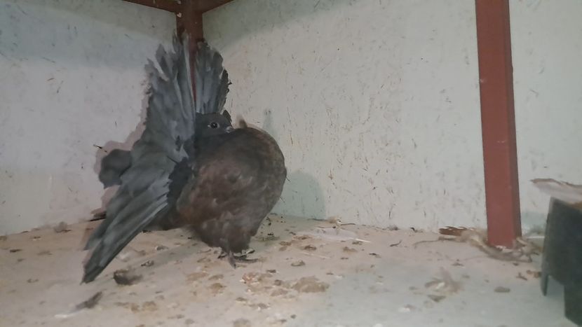 VideoCapture_20240719-221630 - Poze voltat englez