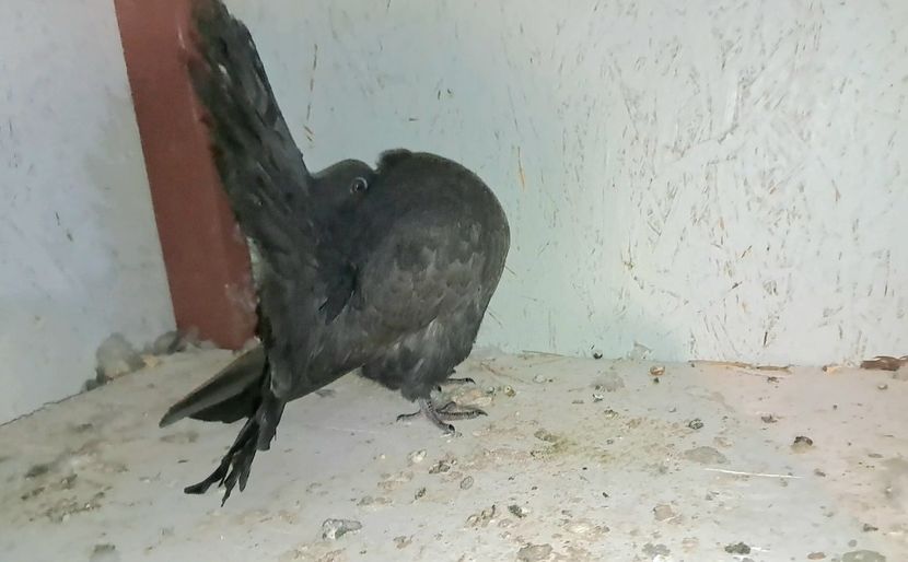 VideoCapture_20240714-164030 - Poze voltat englez