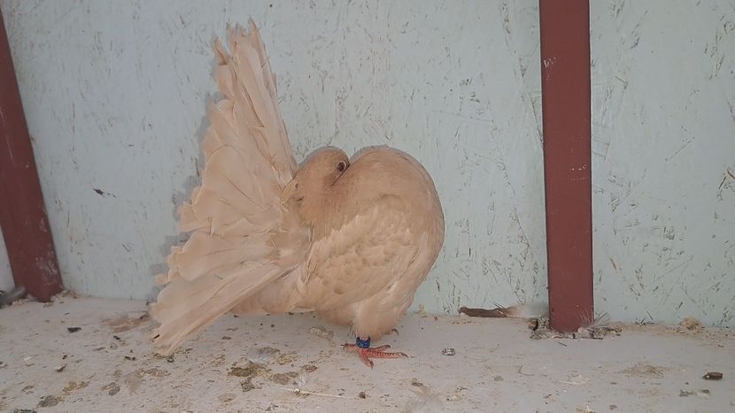 VideoCapture_20240610-124130 - Poze voltat englez