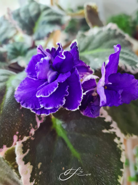  - EK-Nariadnaya Kukolka