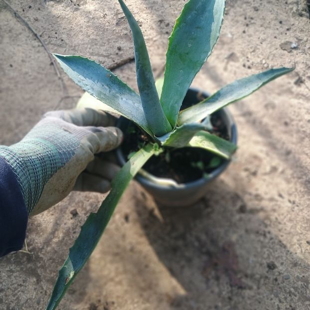 agava 20lei - aaPlante ornamentale disponibile