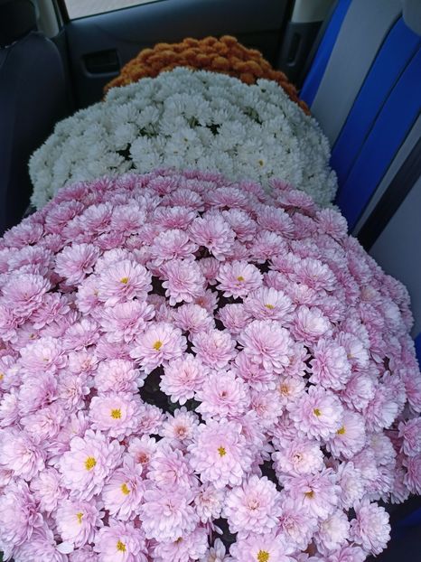 Img.2024.11.04 - X-Crizantemele mele