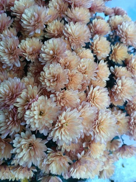 IMG.2024.11.26 - X-Crizantemele mele