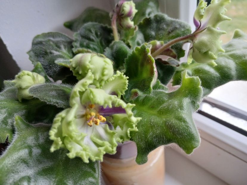  - AV Polet Vaiikirii