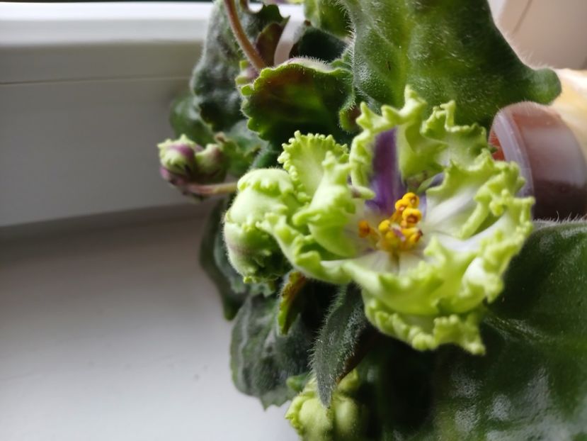  - AV Polet Vaiikirii