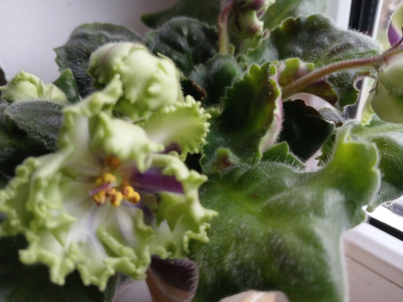  - AV Polet Vaiikirii