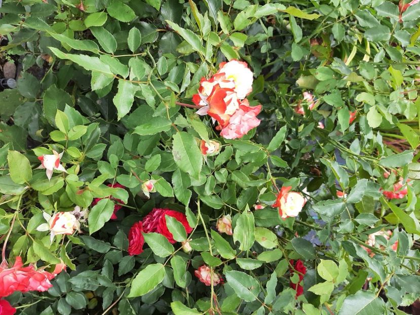 dc568af0-7d98-4b14-85ef-005cec530801-1_all_1772 - Concediu 2023 Valea Jiului grădinile lui Zoe