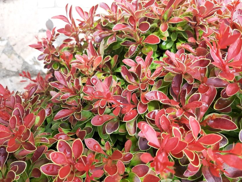  - Concediu 2023 Valea Jiului grădinile lui Zoe