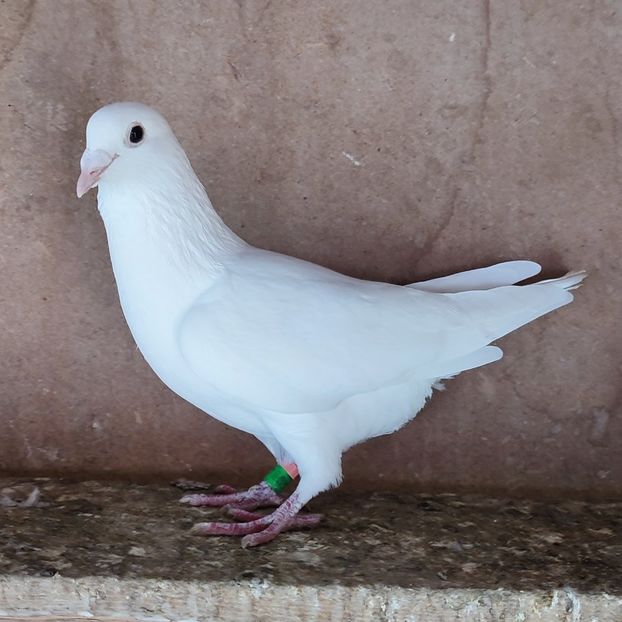 Femela 23-817 - Albi