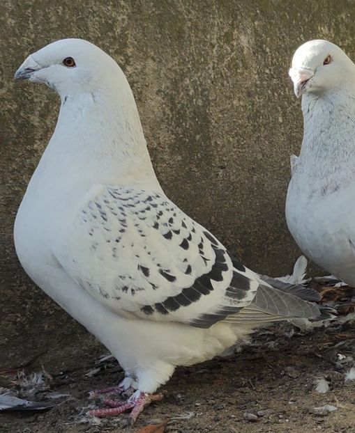  - 2- AKTUALNE -of the moment