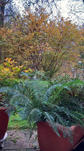  - 2024 - 03 - Toamna