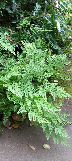  - 2024 - 03 - Toamna