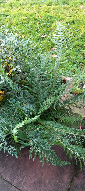  - 2024 - 03 - Toamna