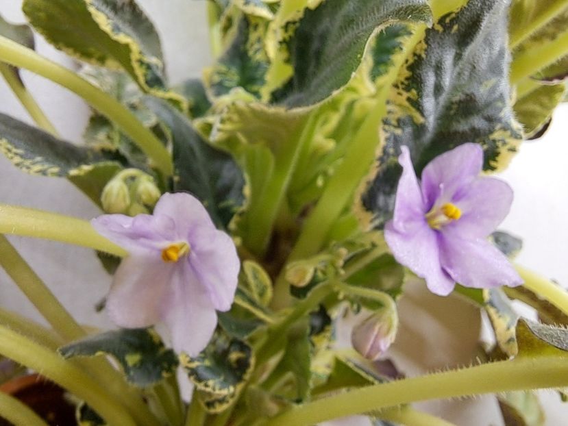  - Violeta Senk Snowy Egret