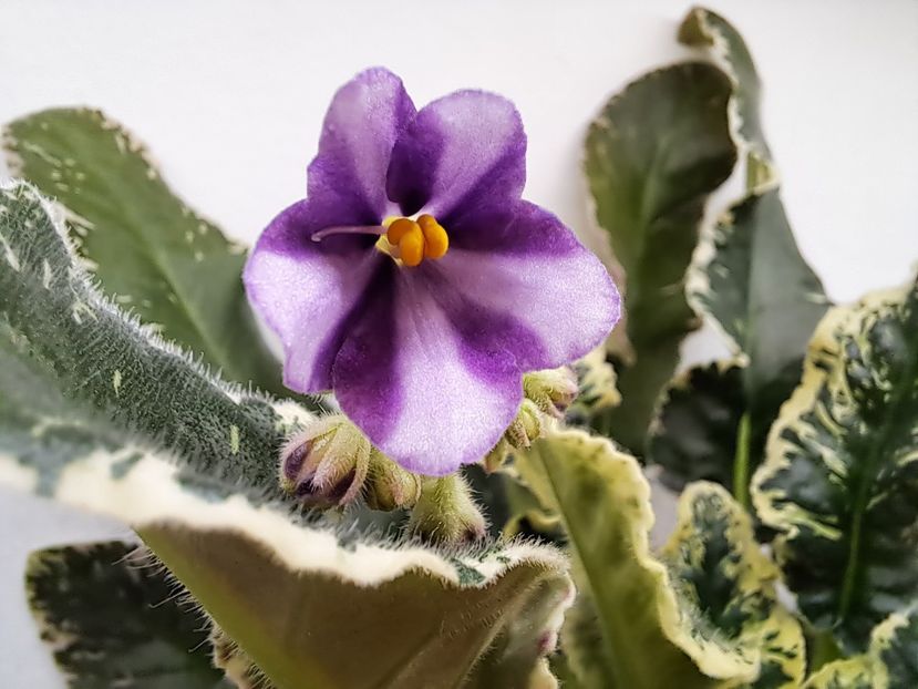  - Violeta Senk Snowy Egret