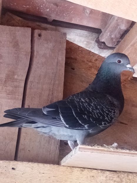 Mascul - 2024 - Arhiva-amintiri