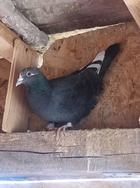 Mascul-2024 - Arhiva-amintiri