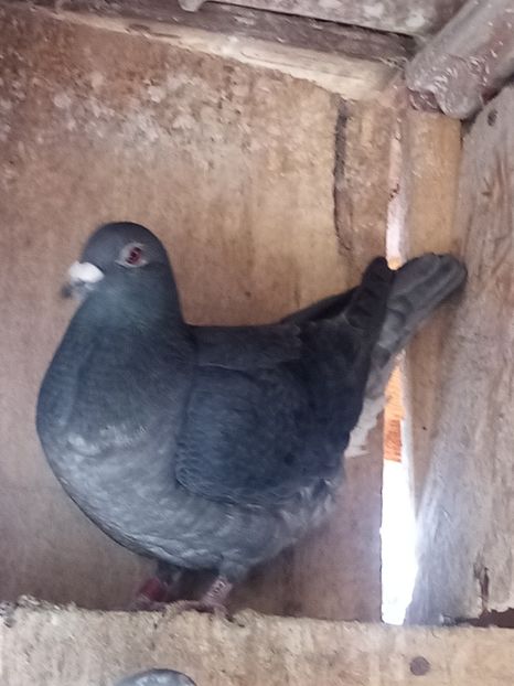 Femelă-2024 - Arhiva-amintiri