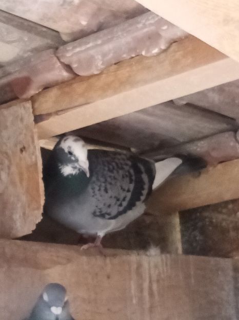 Femelă - 2024 - Arhiva-amintiri