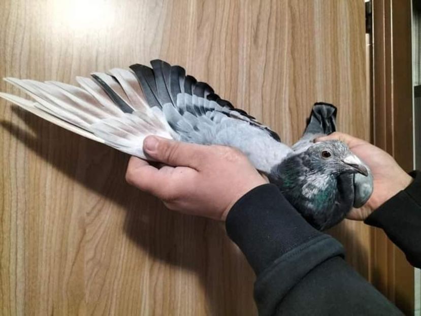  - Nu îmi aparțin 8