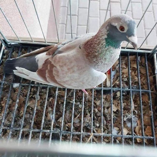  - Nu îmi aparțin 8