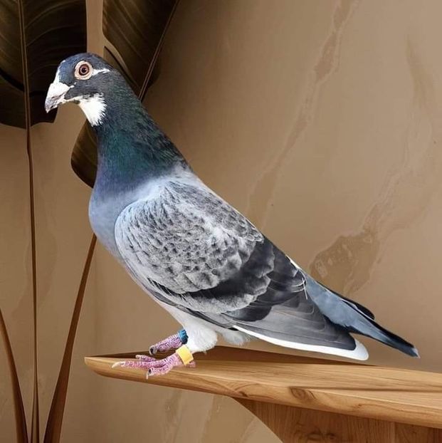  - Nu îmi aparțin 8