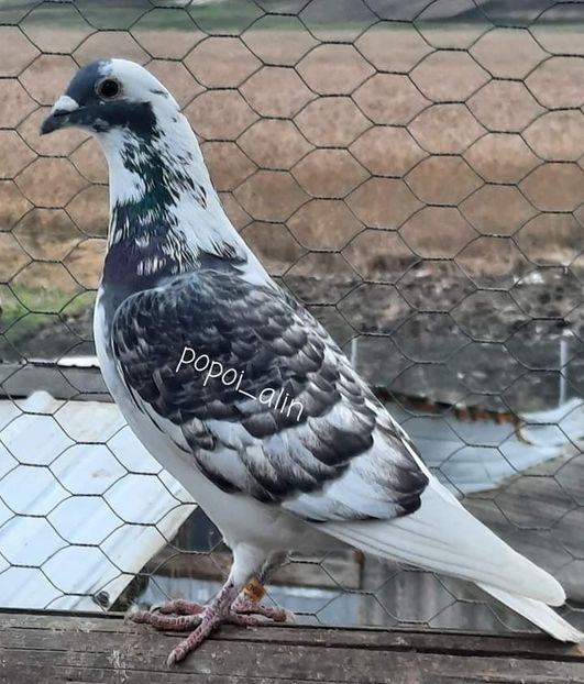  - Nu îmi aparțin 8