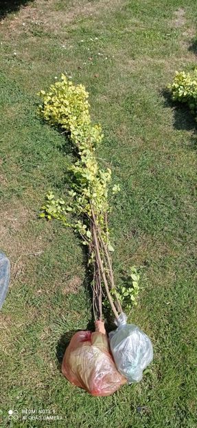 Screenshot_2024-11-18-14-00-13-293_com.miui.gallery - 0-1 Ligustrum Ovalifolium Variegat Disponibil 2025