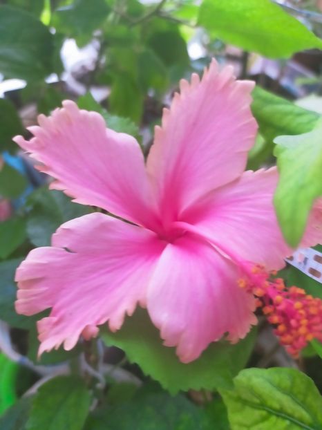 IMG20241126080250 - Hibiscus