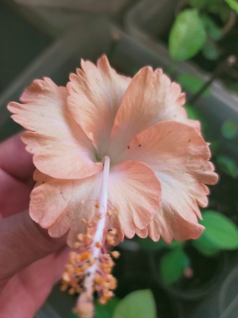 IMG20241018075258 - Hibiscus