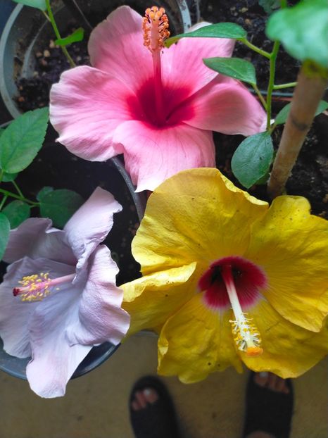 IMG20240909140037 - Hibiscus