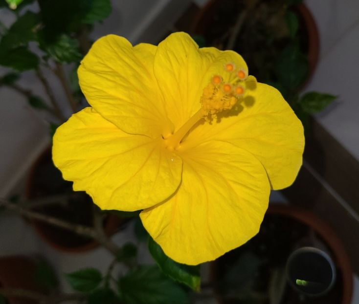 28.11.2024 - Hibiscus 2024