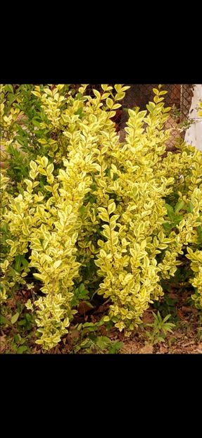 Screenshot_2024-11-18-12-20-27-916_com.miui.gallery - 0-1 Ligustrum Ovalifolium Variegat Disponibil 2025