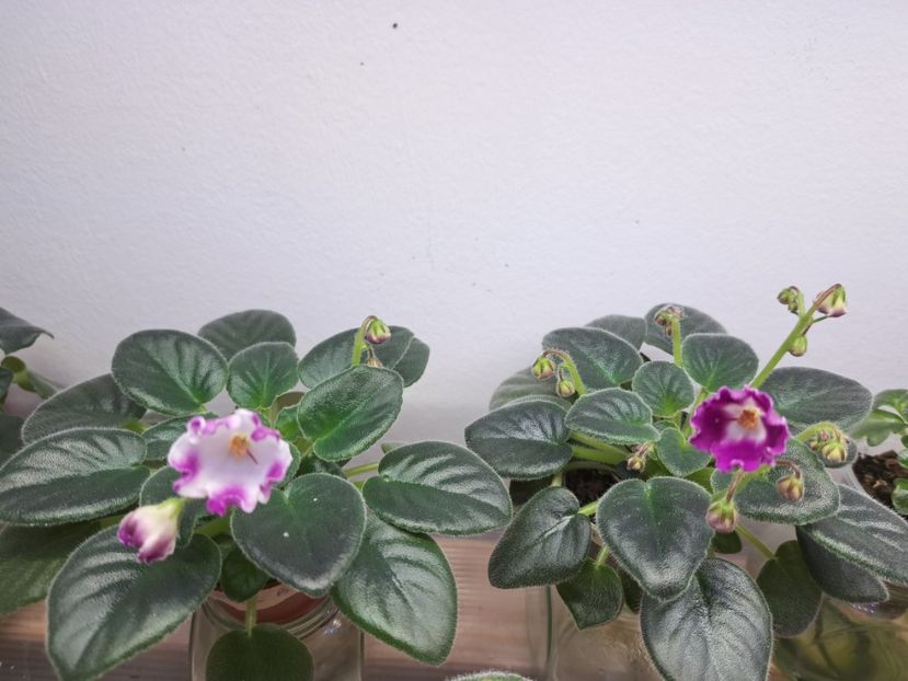  - Violeta Sim sim magic bells