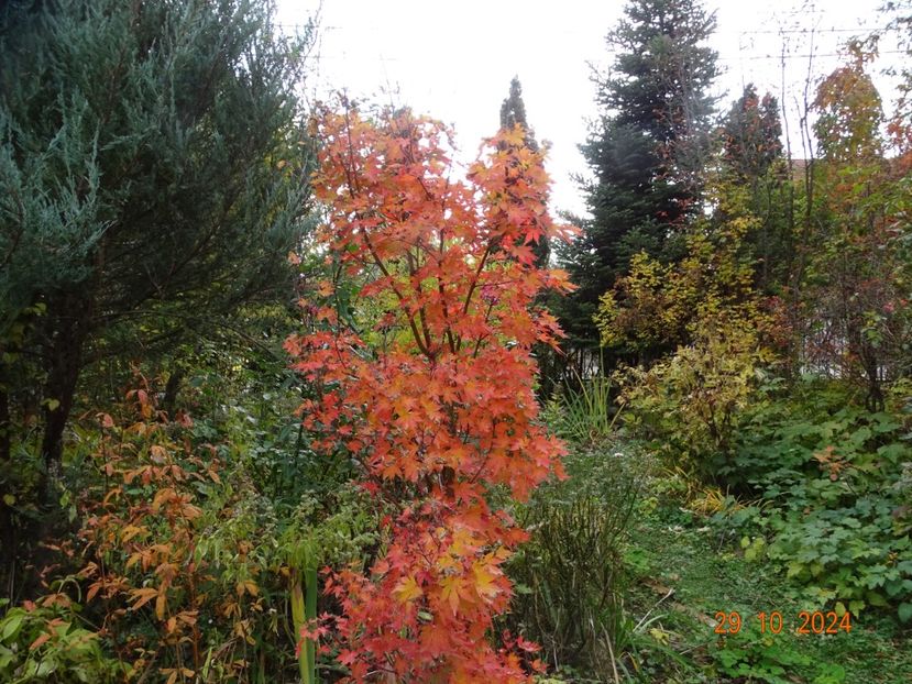  - Copacei si arbusti 2024