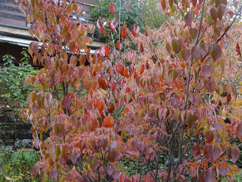  - Copacei si arbusti 2024