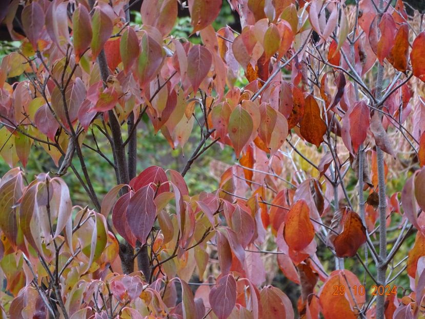  - Copacei si arbusti 2024