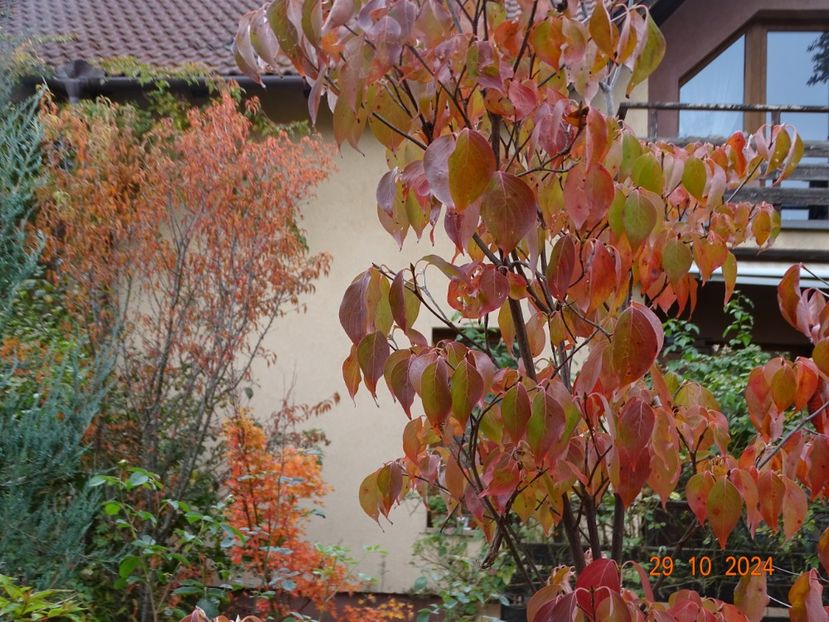  - Copacei si arbusti 2024