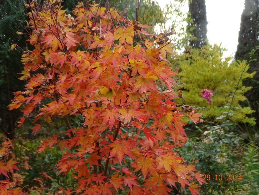  - Copacei si arbusti 2024