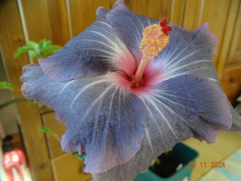  - Hibiscusi