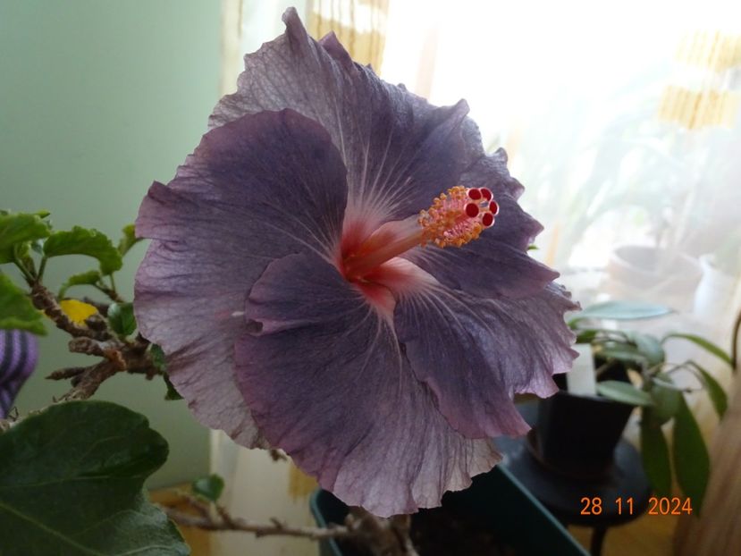  - Hibiscusi