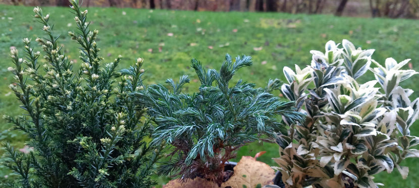 © - Bijuteriile iernii. - 2024 - 03 - Toamna