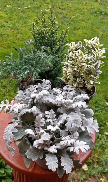 © - 2024 - 03 - Toamna