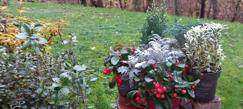 © - 2024 - 03 - Toamna